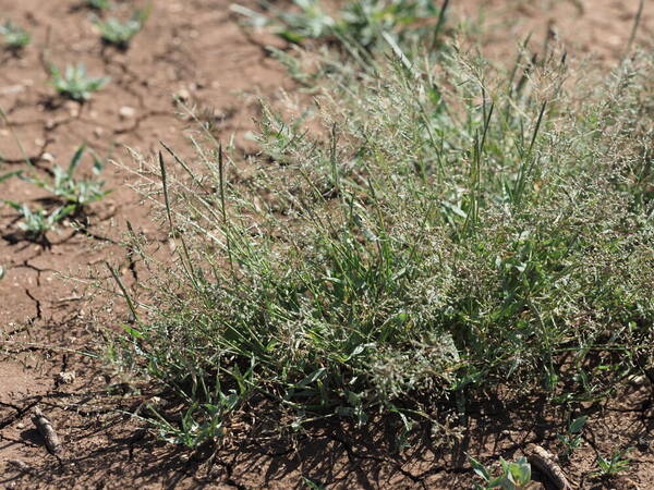 Sporobolus coromandelianus Habit