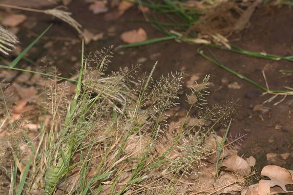 Sporobolus coromandelianus Habit