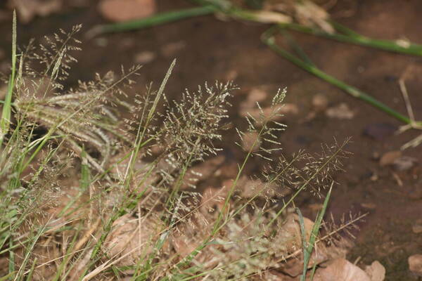 Sporobolus coromandelianus Habit