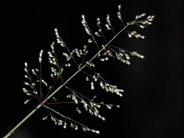 Sporobolus coromandelianus Inflorescence