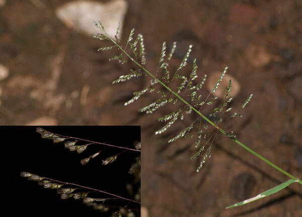 Sporobolus coromandelianus Inflorescence