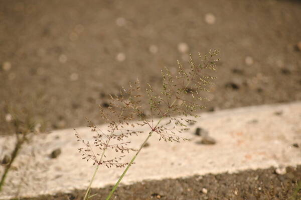 Sporobolus coromandelianus Inflorescence