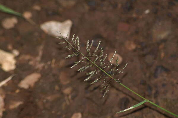 Sporobolus coromandelianus Inflorescence