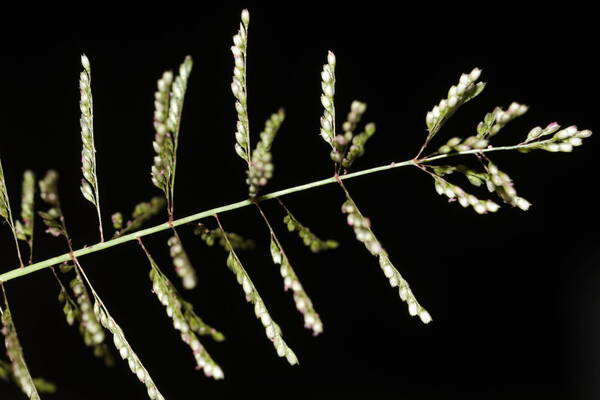 Sporobolus coromandelianus Inflorescence