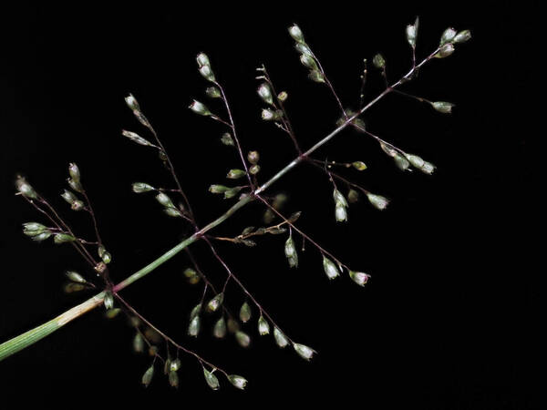 Sporobolus coromandelianus Inflorescence