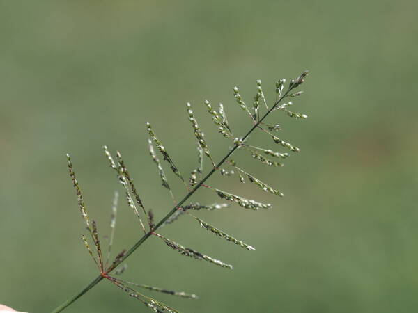 Sporobolus coromandelianus Inflorescence