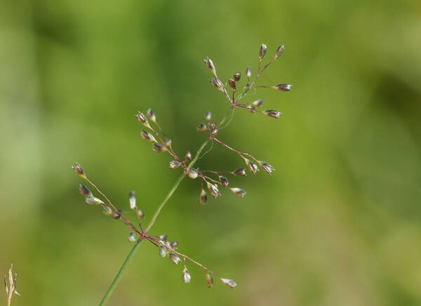 Sporobolus coromandelianus Inflorescence