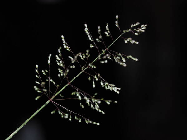 Sporobolus coromandelianus Inflorescence