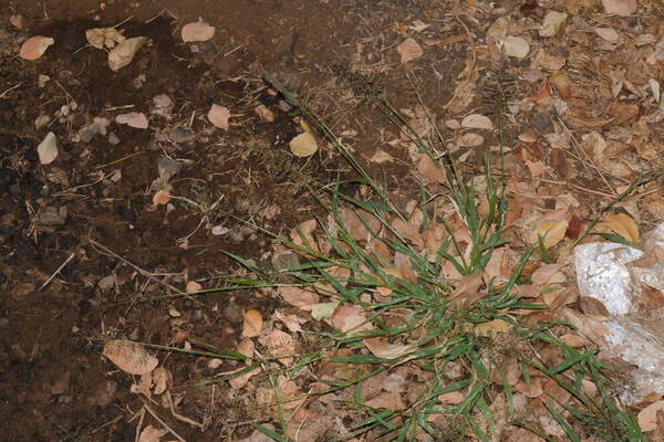 Sporobolus coromandelianus Plant