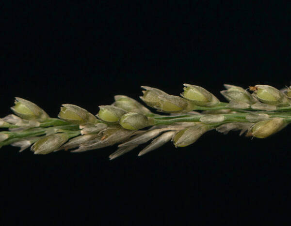 Sporobolus diandrus Spikelets