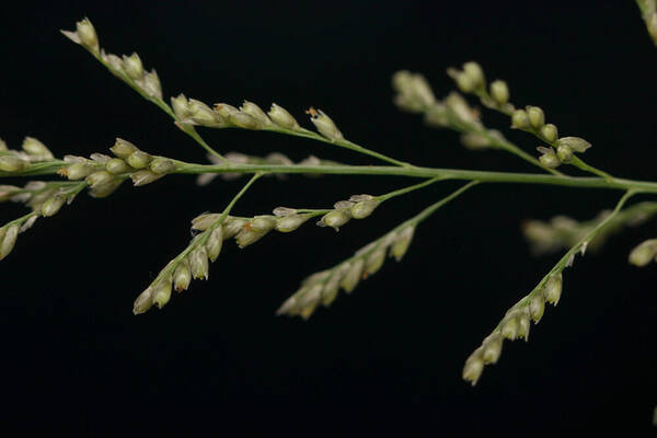 Sporobolus diandrus Spikelets