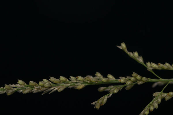 Sporobolus diandrus Spikelets