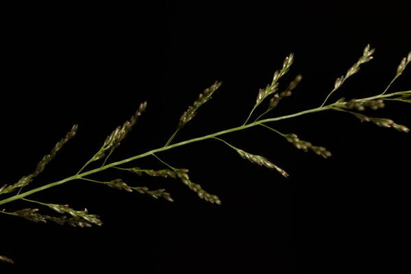 Sporobolus diandrus Spikelets