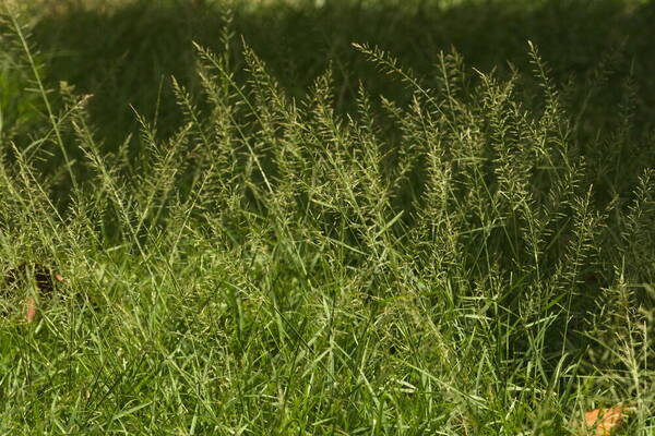 Sporobolus diandrus Habit