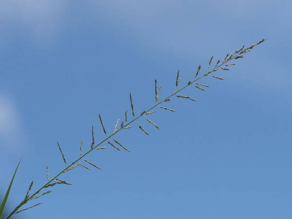 Sporobolus diandrus Inflorescence