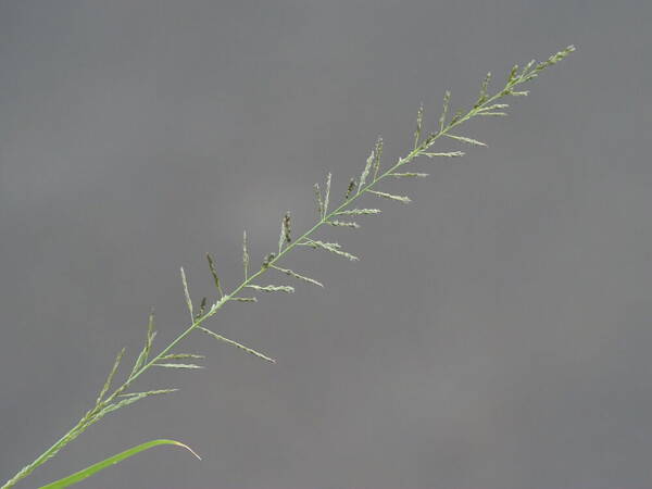 Sporobolus diandrus Inflorescence