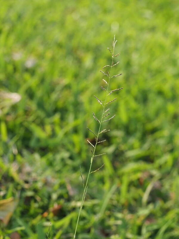 Sporobolus diandrus Inflorescence