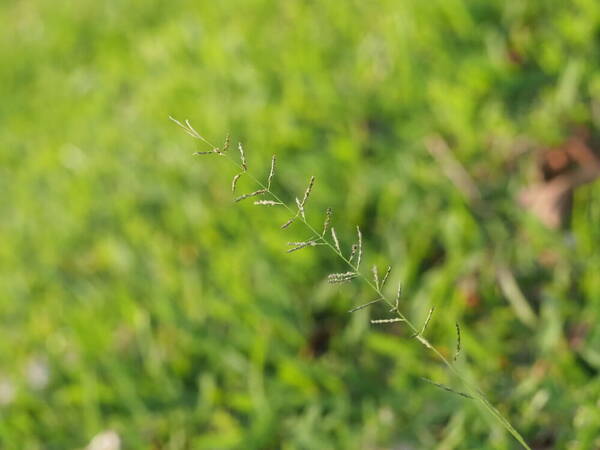 Sporobolus diandrus Inflorescence