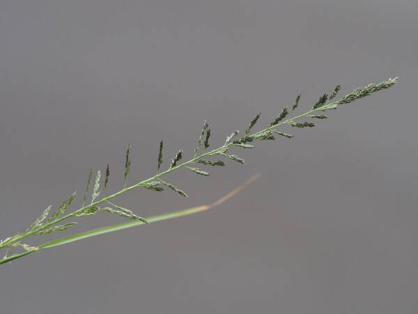 Sporobolus diandrus Inflorescence