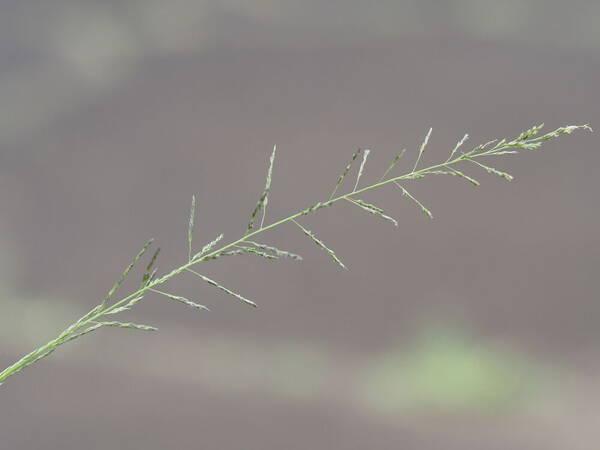 Sporobolus diandrus Inflorescence