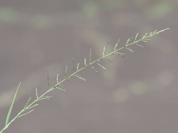 Sporobolus diandrus Inflorescence