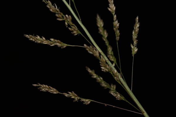 Sporobolus domingensis Spikelets