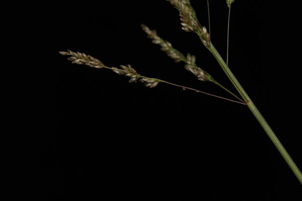 Sporobolus domingensis Spikelets