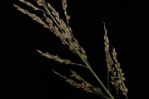 Sporobolus domingensis Spikelets