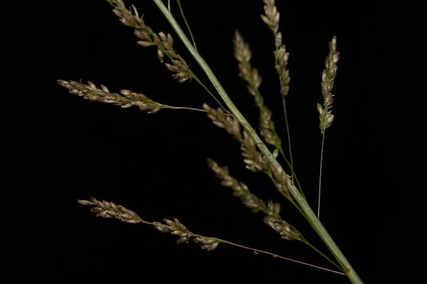 Sporobolus domingensis Spikelets