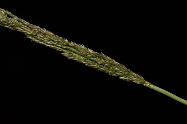 Sporobolus domingensis Spikelets