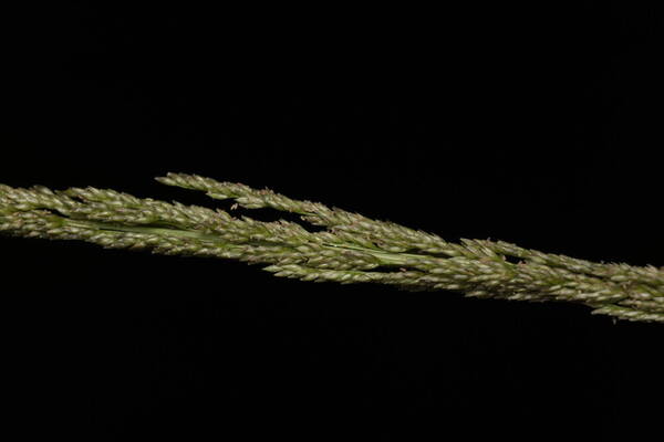 Sporobolus domingensis Spikelets