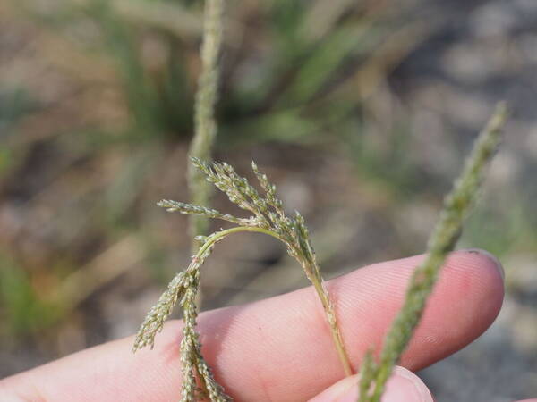 Sporobolus domingensis Spikelets