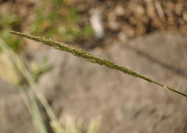 Sporobolus domingensis Inflorescence