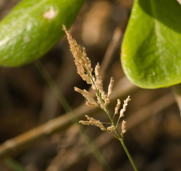 Sporobolus domingensis Inflorescence