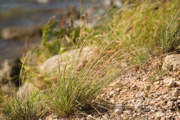 Sporobolus domingensis Plant