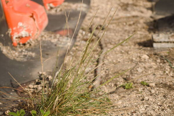 Sporobolus domingensis Plant