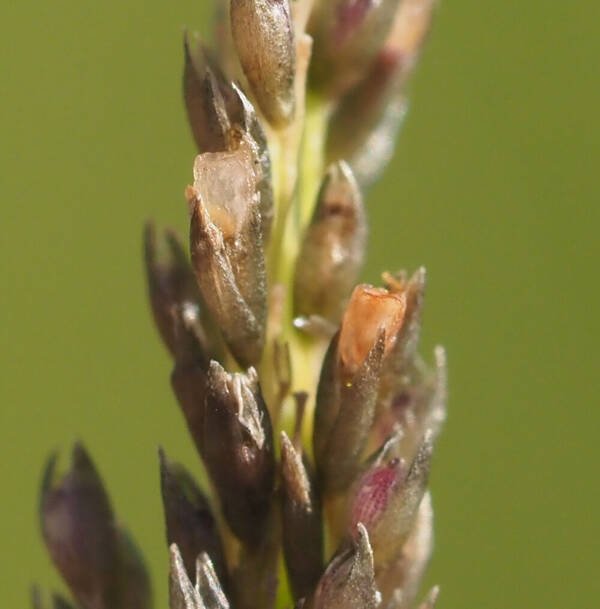 Sporobolus elongatus Spikelets