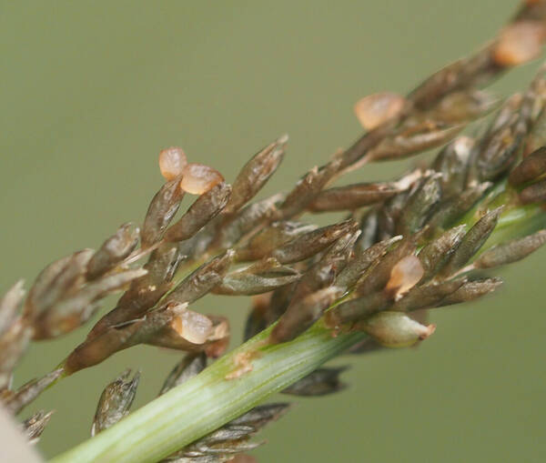 Sporobolus elongatus Spikelets