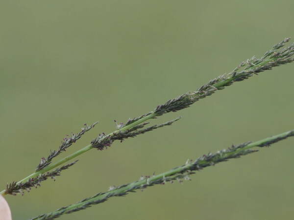 Sporobolus elongatus Spikelets