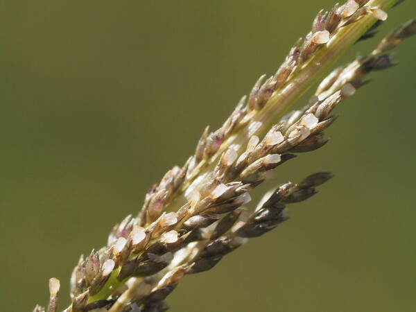 Sporobolus elongatus Spikelets