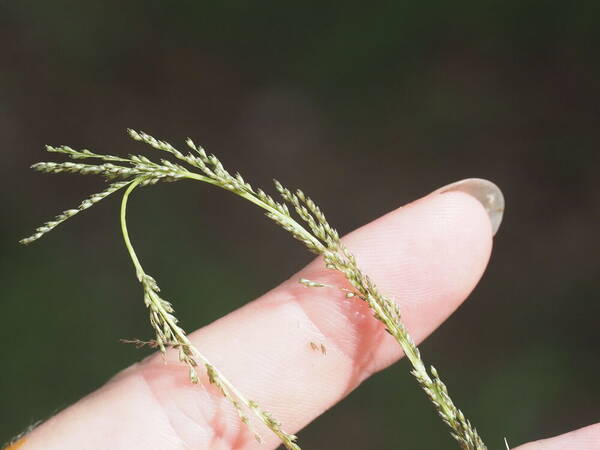 Sporobolus elongatus Spikelets