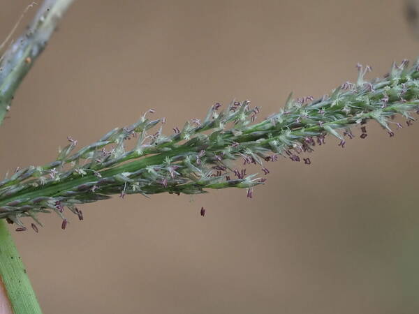 Sporobolus elongatus Spikelets