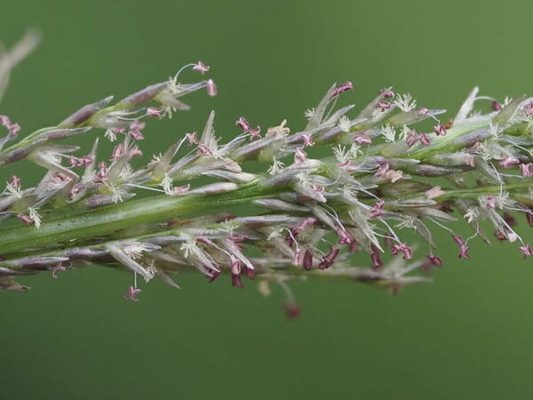 Sporobolus elongatus Spikelets