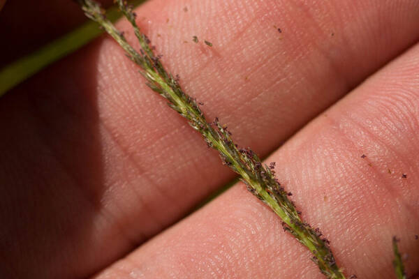 Sporobolus elongatus Spikelets