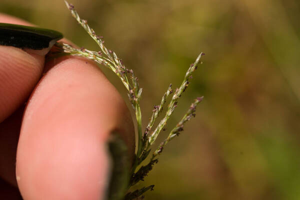 Sporobolus elongatus Spikelets