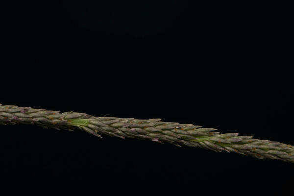 Sporobolus elongatus Spikelets