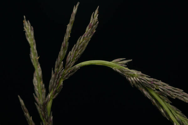 Sporobolus elongatus Spikelets