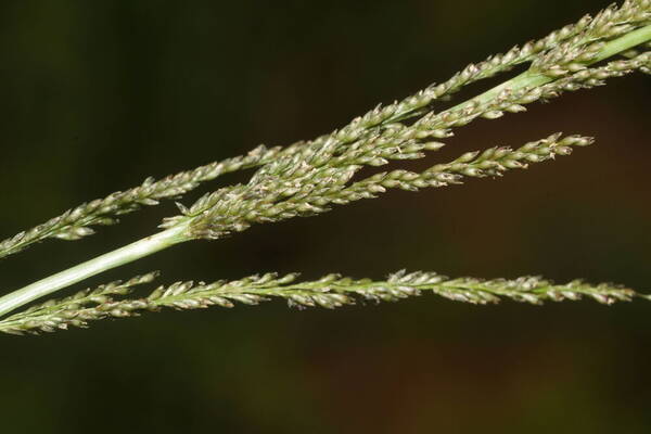 Sporobolus elongatus Spikelets