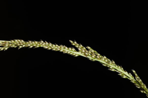 Sporobolus elongatus Spikelets