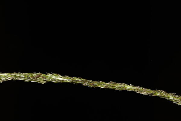 Sporobolus elongatus Spikelets